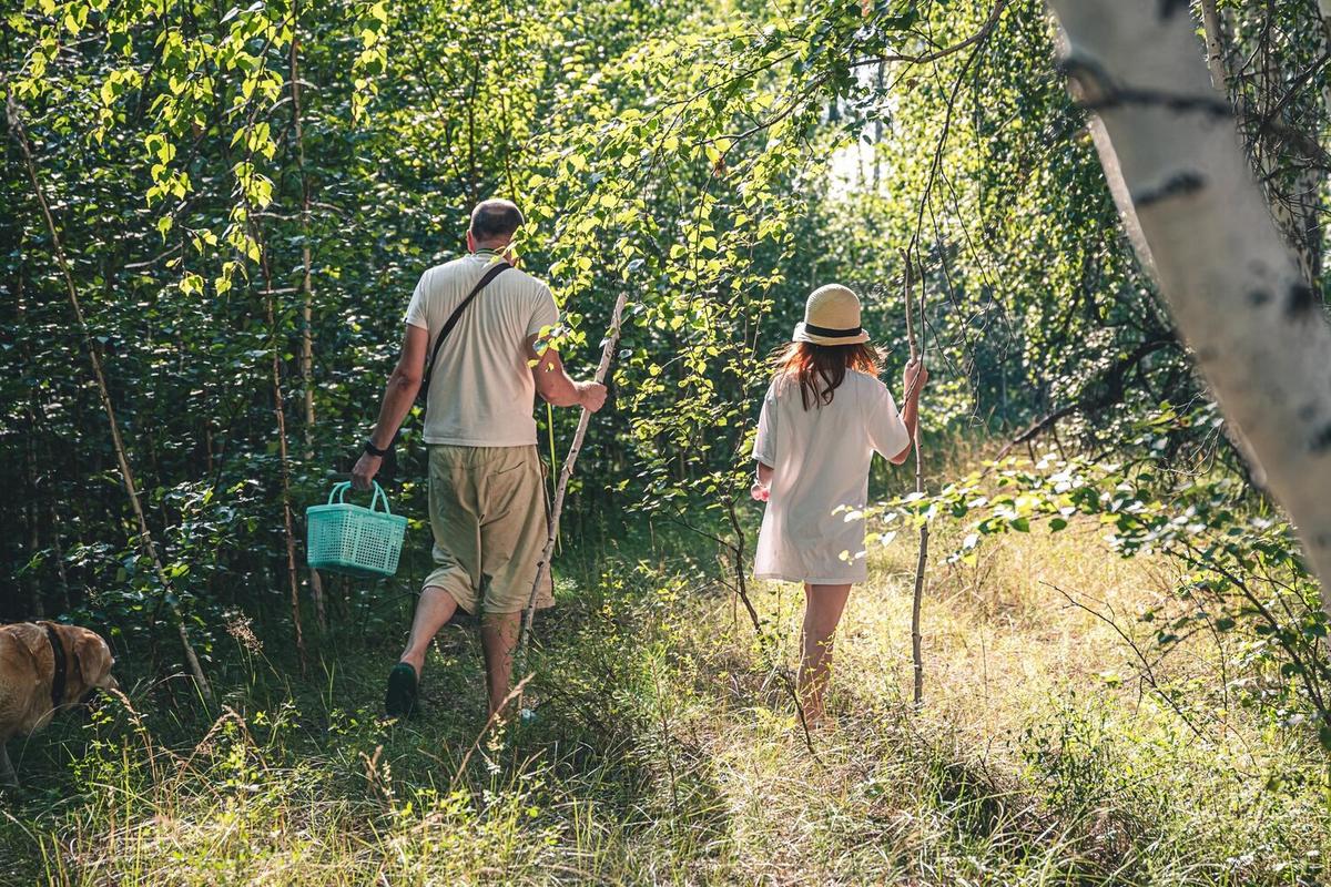 Reforestation as a Key Strategy to Combat Climate Change